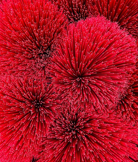 A close up of a bunch of red flowers