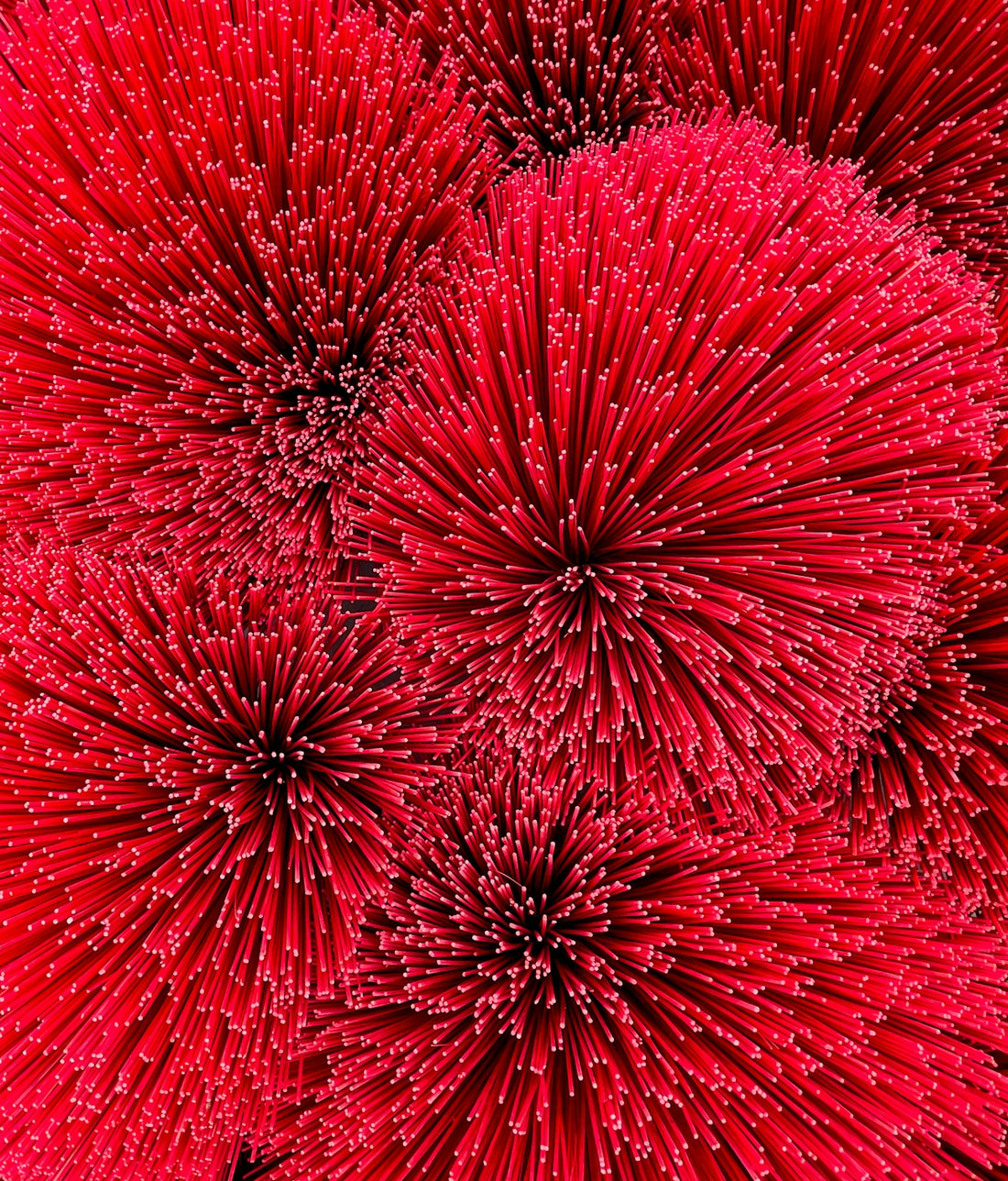 A close up of a bunch of red flowers